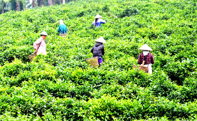 People in Ca village picking tea leaves