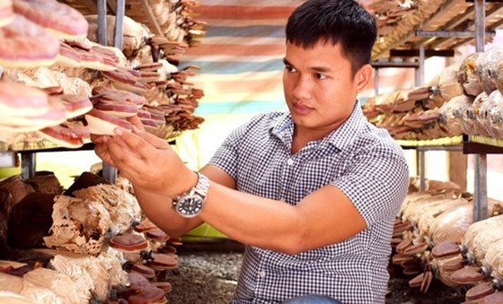 Bui Minh Thang beside his mushrooms (Photo: SGGP)