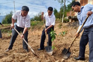 40,000 trees to be planted in Tree Planting Festival in Khanh Hoa province