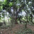 Co To Island residents promote reforestation following President Ho Chi Minh’s teachings